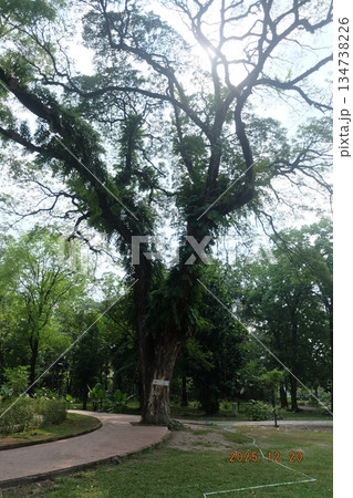 Majestic Old Tree with Sprawling Branches and Sunlight Majestic Old Tree with Sprawling Branches and Sunlight 134738226
