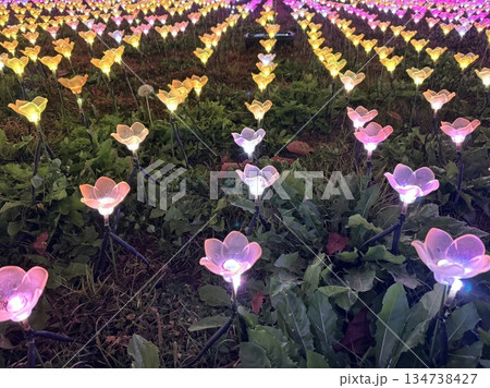 イルミネーションのお花畑 イルミネーションのお花畑 134738427