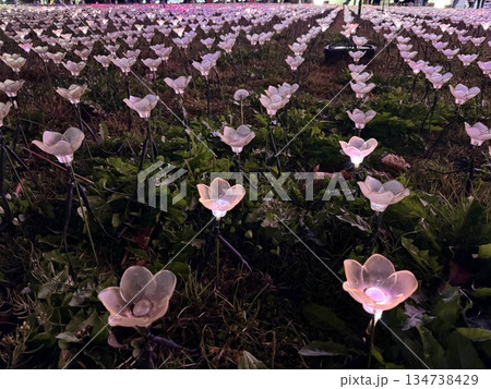 イルミネーションのお花畑 134738429