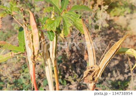 Okra plant in organic gardening. Green vegetable. Abelmoschus esculentus seed head in meadow in sunny day. Okra plant in organic gardening. Green vegetable. Abelmoschus esculentus seed head in meadow in sunny day. 134738954