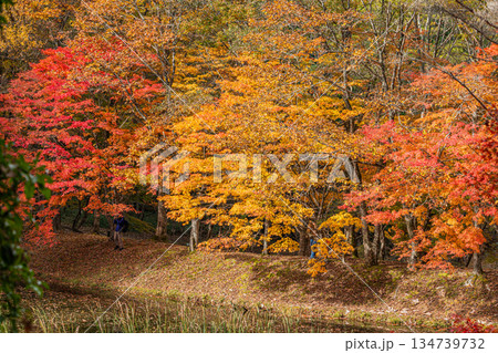 豊田市のタカドヤ湿地の風景(愛知県) 134739732