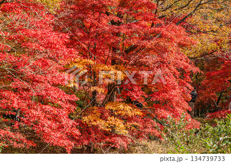 豊田市のタカドヤ湿地の風景(愛知県) 134739733