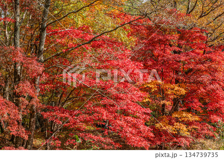 豊田市のタカドヤ湿地の風景(愛知県) 豊田市のタカドヤ湿地の風景(愛知県) 134739735