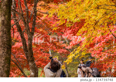 豊田市のタカドヤ湿地の風景(愛知県) 134739748