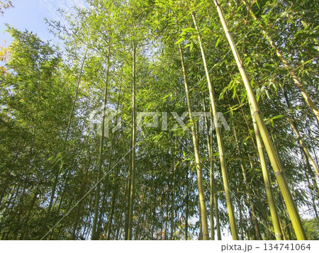 秋の竹林の風景 134741064