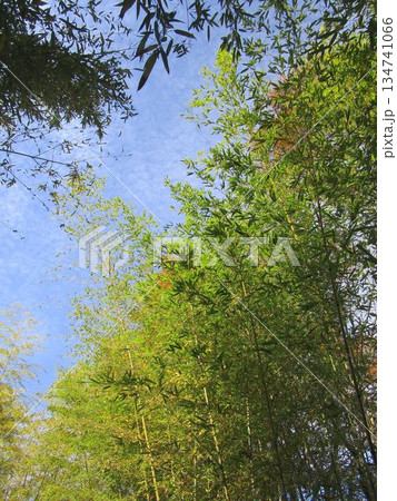秋の竹林の風景 134741066