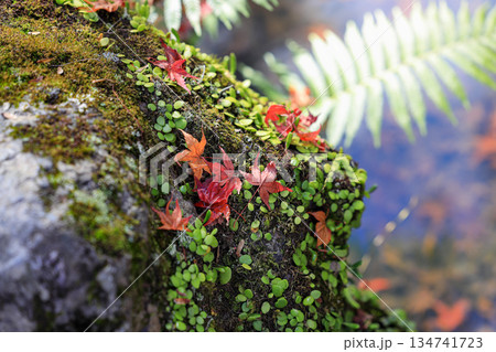 Shallow focus of green moss on rock with autumn leaves, moss closeup, macro. Beautiful background of moss in nature in autumn. Shallow focus of green moss on rock with autumn leaves, moss closeup, macro. Beautiful background of moss in nature in autumn. 134741723