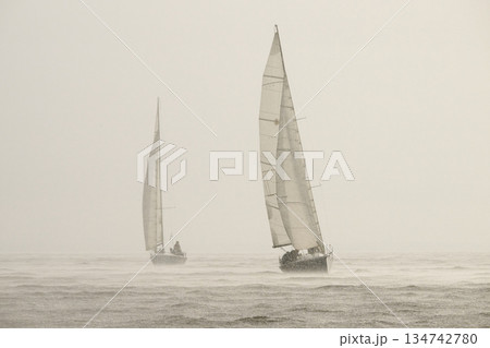 Sailing regatta in the Gulf of Finland in heavily rain, few sailing yachts competing in a race, splashing water from under the boats, teamwork, board the boat 134742780
