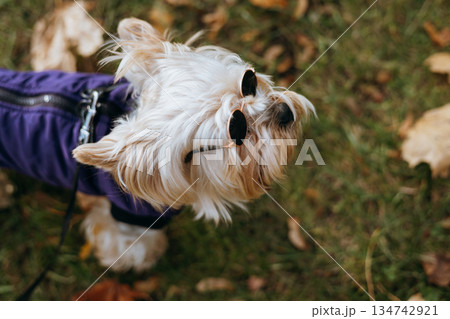 Yorkshire Terrier wearing sunglasses outdoors on a sunny day. This adorable Yorkie is enjoying the sunshine while wearing stylish sunglasses, looking cool and fashionable. Cute and stylish doggy. 134742921