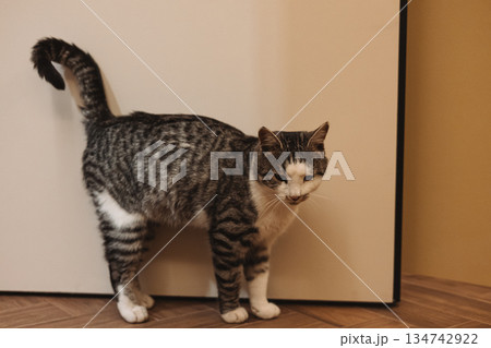 A curious tabby grey and white striped cat standing near a door in a cozy indoor setting. This adorable domestic kitty stands in a confident posture with its tail raised up. Feline pet behavior. 134742922