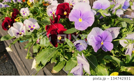 Multicolored pansy flowers blooming in sunlight 134742931