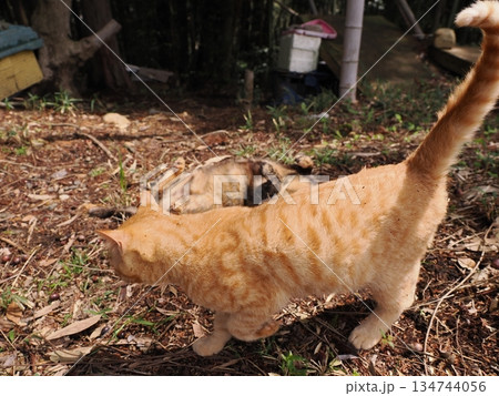 親離れ間近の可愛い子猫 親離れ間近の可愛い子猫 134744056