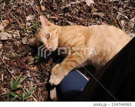 親離れ間近の可愛い子猫 親離れ間近の可愛い子猫 134744063