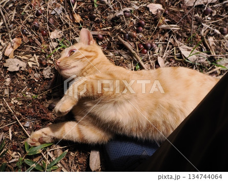 親離れ間近の可愛い子猫 134744064