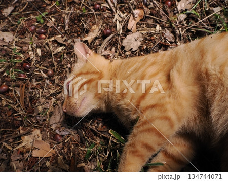 親離れ間近の可愛い子猫 134744071