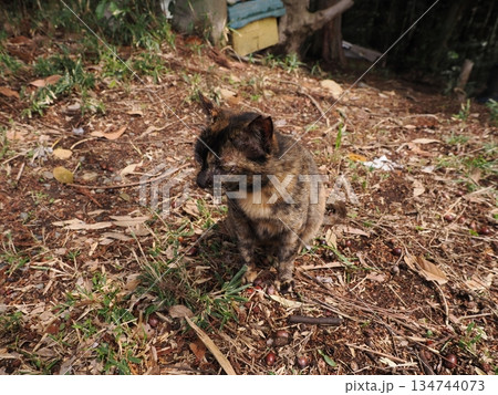 親離れ間近の可愛い子猫 親離れ間近の可愛い子猫 134744073