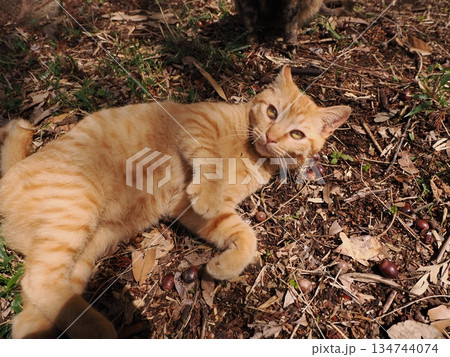 親離れ間近の可愛い子猫 親離れ間近の可愛い子猫 134744074