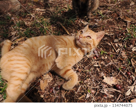 親離れ間近の可愛い子猫 134744075