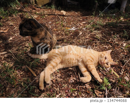 親離れ間近の可愛い子猫 親離れ間近の可愛い子猫 134744088