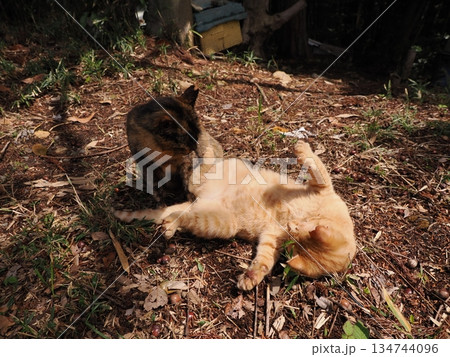 親離れ間近の可愛い子猫 親離れ間近の可愛い子猫 134744096