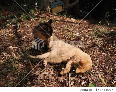 親離れ間近の可愛い子猫 親離れ間近の可愛い子猫 134744097