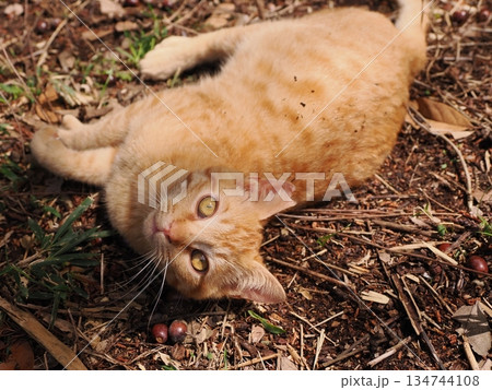 親離れ間近の可愛い子猫 親離れ間近の可愛い子猫 134744108
