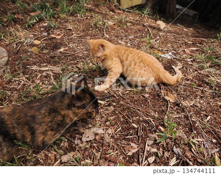 親離れ間近の可愛い子猫 134744111