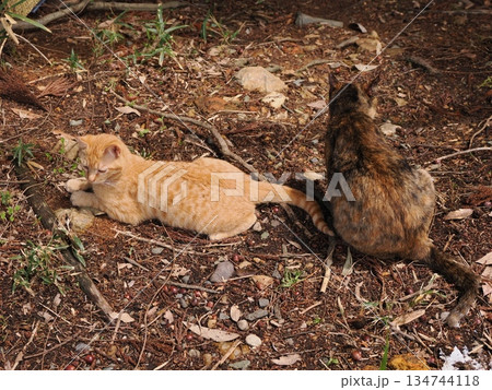 親離れ間近の可愛い子猫 親離れ間近の可愛い子猫 134744118