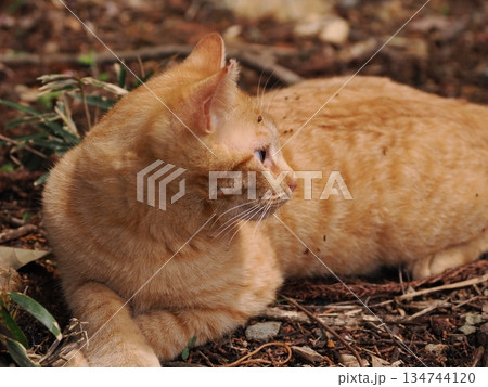 親離れ間近の可愛い子猫 親離れ間近の可愛い子猫 134744120