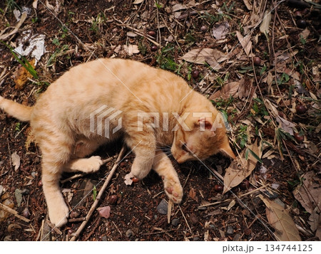 親離れ間近の可愛い子猫 親離れ間近の可愛い子猫 134744125