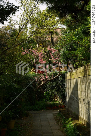 美しい日本の風景「路地に咲く梅の花」 134744528