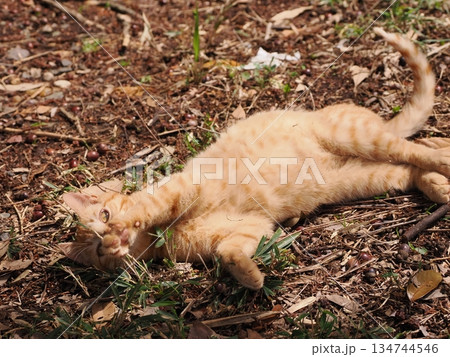 可愛い野良猫の子猫 可愛い野良猫の子猫 134744546