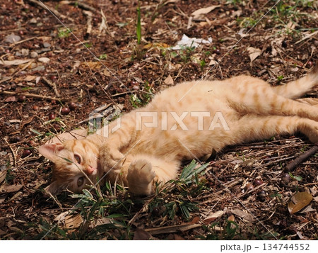 可愛い野良猫の子猫 134744552