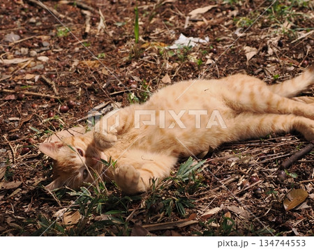 可愛い野良猫の子猫 134744553