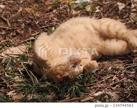 可愛い野良猫の子猫 可愛い野良猫の子猫 134744561