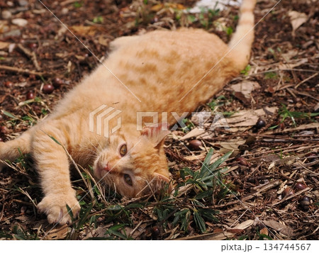 可愛い野良猫の子猫 可愛い野良猫の子猫 134744567
