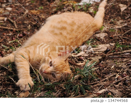 可愛い野良猫の子猫 134744568