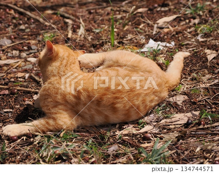 可愛い野良猫の子猫 134744571