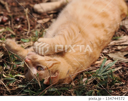 可愛い野良猫の子猫 可愛い野良猫の子猫 134744572