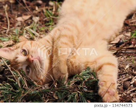 可愛い野良猫の子猫 可愛い野良猫の子猫 134744573