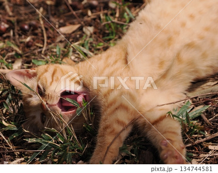 可愛い野良猫の子猫 134744581