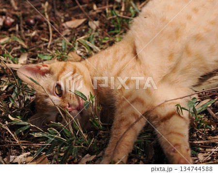 可愛い野良猫の子猫 可愛い野良猫の子猫 134744588
