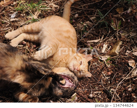 可愛い野良猫の子猫 可愛い野良猫の子猫 134744624