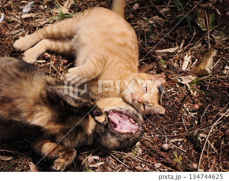 可愛い野良猫の子猫 可愛い野良猫の子猫 134744625