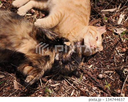 可愛い野良猫の子猫 可愛い野良猫の子猫 134744637