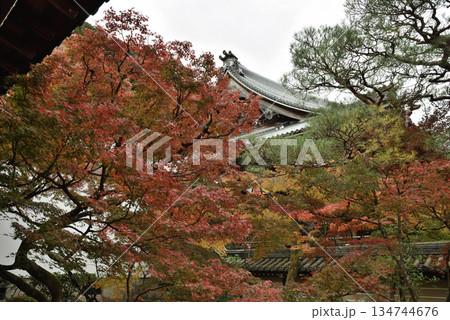 秋の永観堂禅林寺 釈迦堂南庭と御影堂(京都市左京区) 秋の永観堂禅林寺 釈迦堂南庭と御影堂(京都市左京区) 134744676