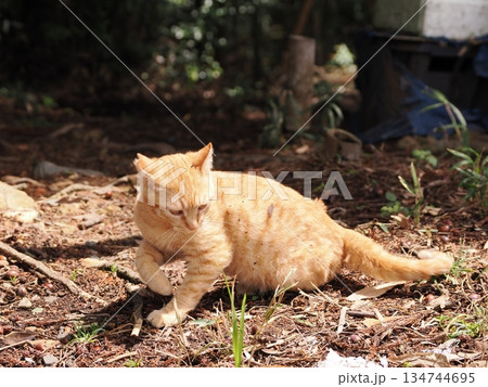 可愛い野良猫の子猫 134744695