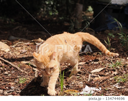 可愛い野良猫の子猫 134744696