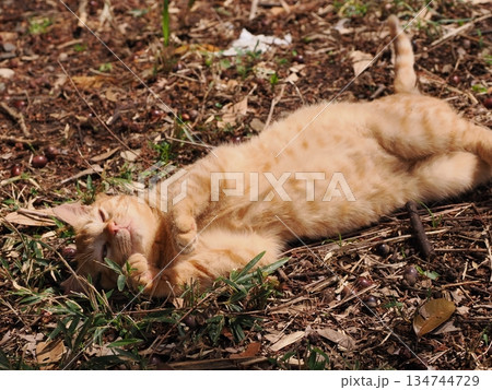 可愛い野良猫の子猫 134744729