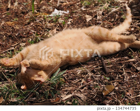 可愛い野良猫の子猫 可愛い野良猫の子猫 134744735